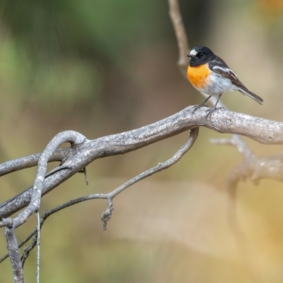 Petroica boodang (Scarlet Robin) at Urambi Hills - 9 May 2024 by BenHarvey