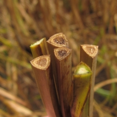 Carex appressa at Latham, ACT - 10 May 2024 by pinnaCLE