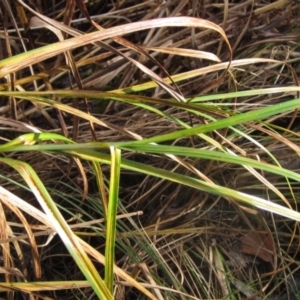 Bolboschoenus fluviatilis at Umbagong District Park - 10 May 2024