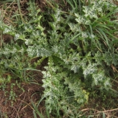 Silybum marianum (Variegated Thistle) at Latham, ACT - 6 May 2024 by pinnaCLE