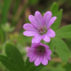 Geranium molle subsp. molle (Cranesbill Geranium) at Latham, ACT - 6 May 2024 by pinnaCLE