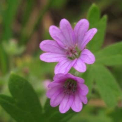 Geranium molle subsp. molle at Umbagong District Park - 6 May 2024 by pinnaCLE