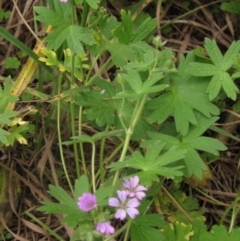 Geranium molle subsp. molle at Umbagong District Park - 6 May 2024