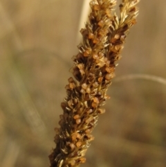 Sporobolus creber (Slender Rat's Tail Grass) at Latham, ACT - 6 May 2024 by pinnaCLE