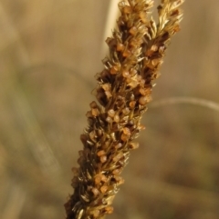 Sporobolus creber at Latham, ACT - 6 May 2024 by pinnaCLE