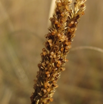 Sporobolus creber (Slender Rat's Tail Grass) at Latham, ACT - 6 May 2024 by pinnaCLE