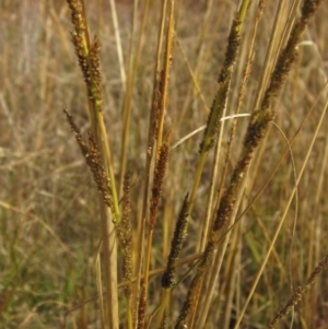 Sporobolus creber at Umbagong District Park - 6 May 2024