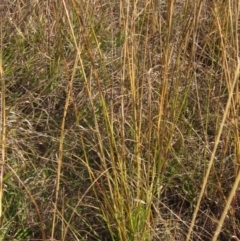 Sporobolus creber at Umbagong District Park - 6 May 2024