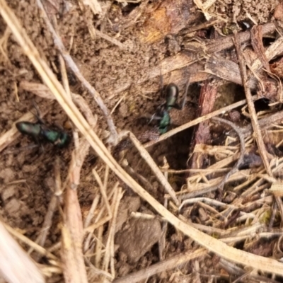 Rhytidoponera metallica (Greenhead ant) at suppressed - 9 May 2024 by clarehoneydove