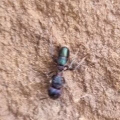 Rhytidoponera metallica at QPRC LGA - suppressed