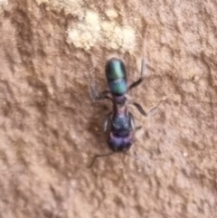 Rhytidoponera metallica at QPRC LGA - suppressed