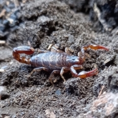 Cercophonius squama (Wood Scorpion) at Midway Point, TAS - 11 May 2024 by VanessaC