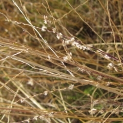 Digitaria brownii (Cotton Panic Grass) at Umbagong District Park - 6 May 2024 by pinnaCLE