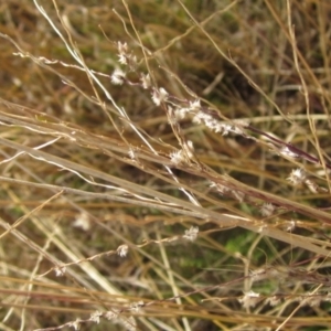 Digitaria brownii (Cotton Panic Grass) at Umbagong District Park by pinnaCLE