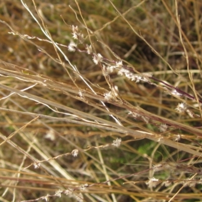 Digitaria brownii (Cotton Panic Grass) at Latham, ACT - 6 May 2024 by pinnaCLE