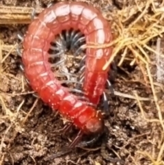 Scolopendromorpha (order) (A centipede) at QPRC LGA - 10 May 2024 by clarehoneydove