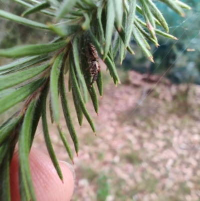 Opisthoncus sp. (genus) (Unidentified Opisthoncus jumping spider) at Greenleigh, NSW - 17 Mar 2024 by LyndalT