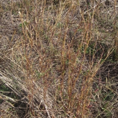 Bothriochloa macra (Red Grass, Red-leg Grass) at Umbagong District Park - 6 May 2024 by pinnaCLE