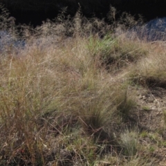 Eragrostis curvula (African Lovegrass) at Latham, ACT - 6 May 2024 by pinnaCLE