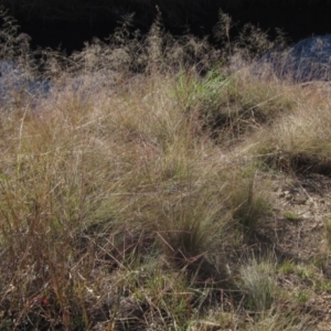 Eragrostis curvula at Umbagong District Park - 6 May 2024 02:50 PM