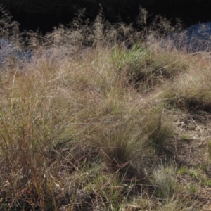 Eragrostis curvula at suppressed by pinnaCLE