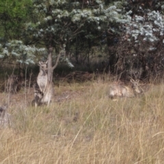 Macropus giganteus (Eastern Grey Kangaroo) at Umbagong District Park - 6 May 2024 by pinnaCLE