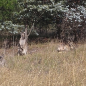 Macropus giganteus at Umbagong District Park - 6 May 2024