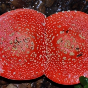 Amanita muscaria at National Arboretum Forests - 11 May 2024