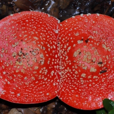 Amanita muscaria (Fly Agaric) at National Arboretum Forests - 11 May 2024 by TimL