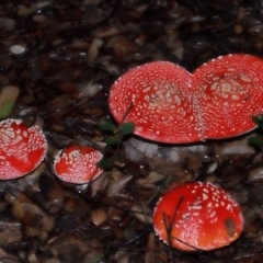 Amanita muscaria at National Arboretum Forests - 11 May 2024