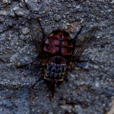 Rutilia (Rutilia) setosa (A bristle fly) at Florey, ACT - 5 Dec 2023 by KorinneM