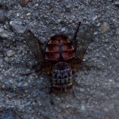 Rutilia (Rutilia) setosa at Florey, ACT - 5 Dec 2023