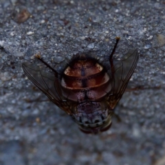 Rutilia (Rutilia) setosa at Florey, ACT - 5 Dec 2023