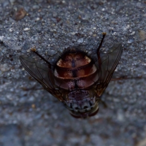 Rutilia (Rutilia) setosa at Florey, ACT - 5 Dec 2023