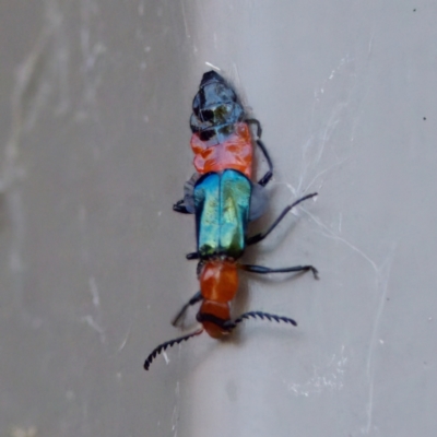 Balanophorus sp. (genus) at Florey, ACT - 5 Dec 2023 by KorinneM