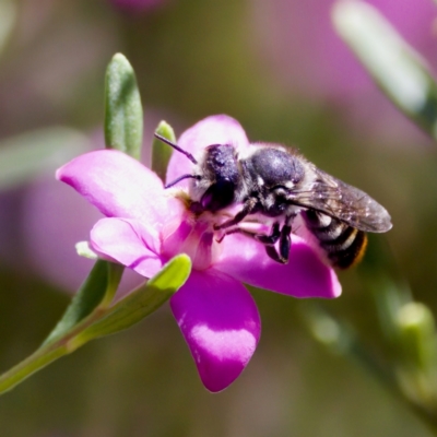 Megachile sp. (several subgenera) (Resin Bees) at Florey, ACT - 5 Dec 2023 by KorinneM