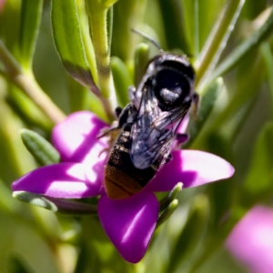 Megachile sp. (several subgenera) at Florey, ACT - 5 Dec 2023