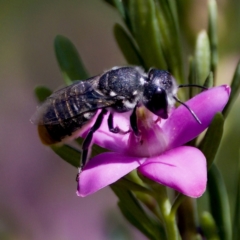 Megachile sp. (several subgenera) at Florey, ACT - 5 Dec 2023