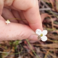 Mitrasacme polymorpha (Varied Mitrewort) at Mongarlowe River - 30 Apr 2024 by clarehoneydove