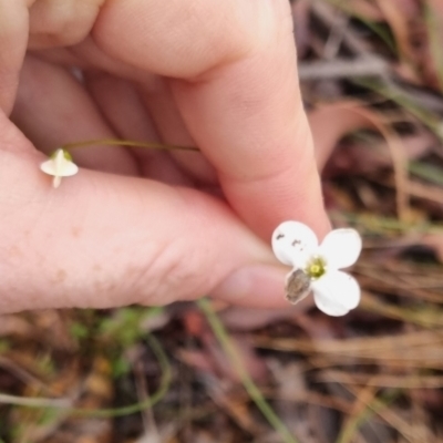 Mitrasacme polymorpha (Varied Mitrewort) at Mongarlowe River - 30 Apr 2024 by clarehoneydove