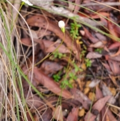 Mitrasacme polymorpha at Monga National Park - 30 Apr 2024