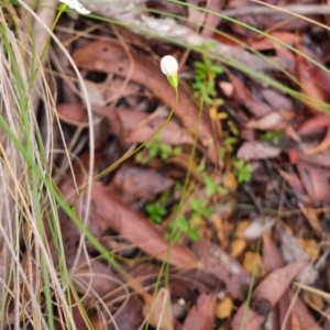 Mitrasacme polymorpha at Monga National Park - 30 Apr 2024