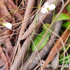 Mitrasacme polymorpha at Monga National Park - 30 Apr 2024