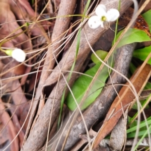 Mitrasacme polymorpha at Monga National Park - 30 Apr 2024