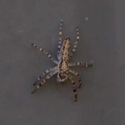 Helpis minitabunda (Threatening jumping spider) at Florey, ACT - 5 Dec 2023 by KorinneM