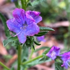 Echium vulgare (Vipers Bugloss) at Rendezvous Creek, ACT - 11 May 2024 by JimL