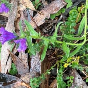 Echium vulgare at Namadgi National Park - 11 May 2024 03:17 PM