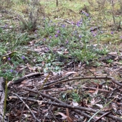 Echium vulgare at Namadgi National Park - 11 May 2024 03:17 PM