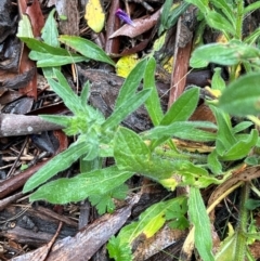 Echium vulgare at Namadgi National Park - 11 May 2024