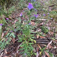 Echium vulgare at Namadgi National Park - 11 May 2024